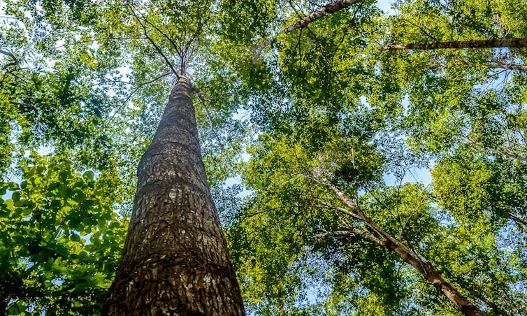 research paper on tropical forest Looking up from the base of a tall tree toward its crown and the sky.