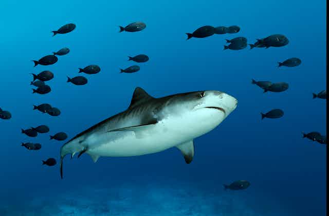 A large shark in blue water, surrounded by small black fish