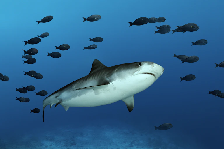 A large shark in blue water, surrounded by small black fish