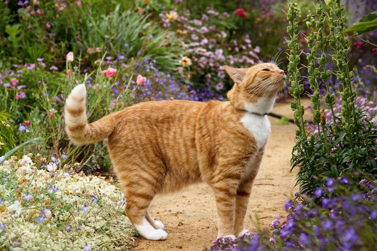 A ginger tabby cat stands on a path, sniffing the flowers in a garden.