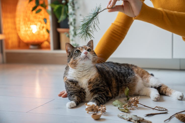 A tabby and white cat sniffs a pine branch being held above her head. On the ground are a range of other items from the garden brought in for her to explore.