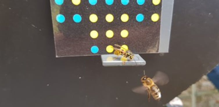 A wasp sits on a platform in front of an image of yellow and blue dots. A honeybee is approaching to land