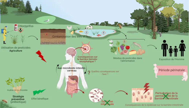 Schéma illustrant la circulation du chlorpyrifos au sein des écosystèmes.