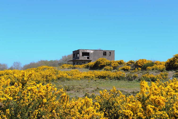 An abandoned control tower surrounded by gorse.