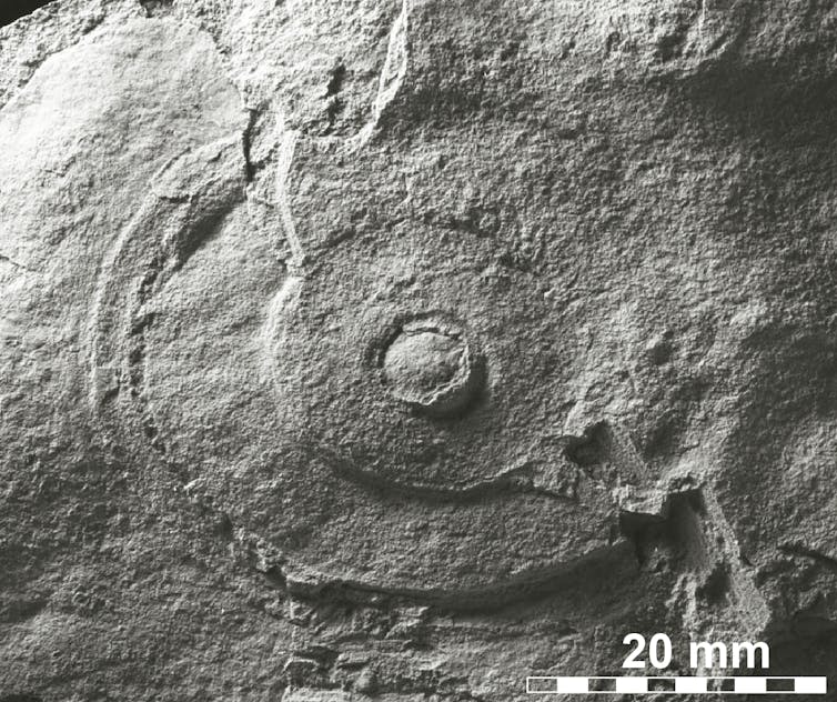 A circular impression on a grey rock with a 20mm scale in the corner