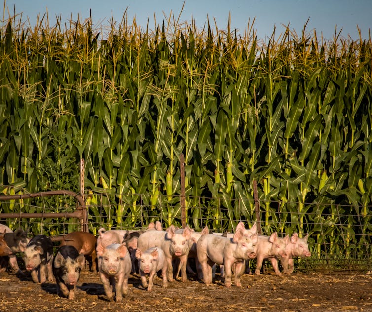 Pigs in an outdoor pen.