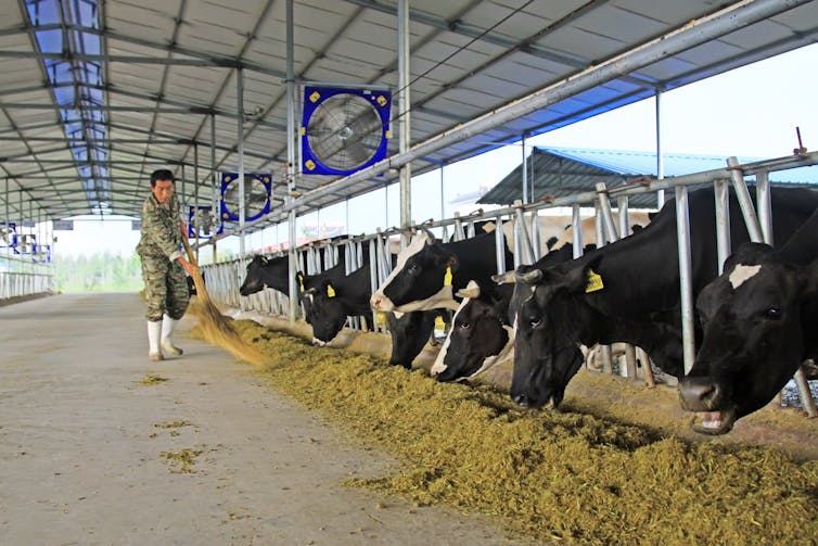 A farmer feeding cows on a farm.
