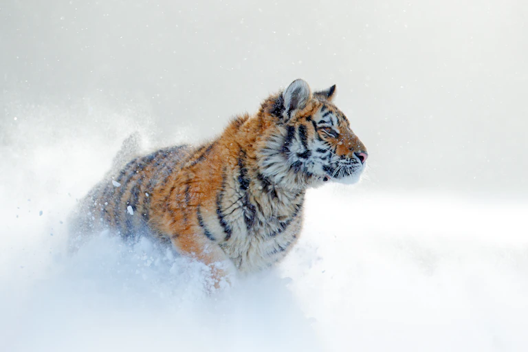 Tiger in the snow