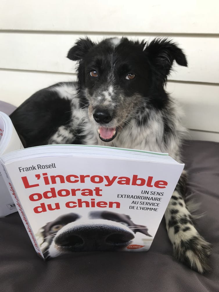 A sniffer dog poses with an open copy of a french book about the incredible nose of the dog by Frank Rosell