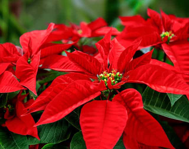 A photograph of a plant with red and green leaves.