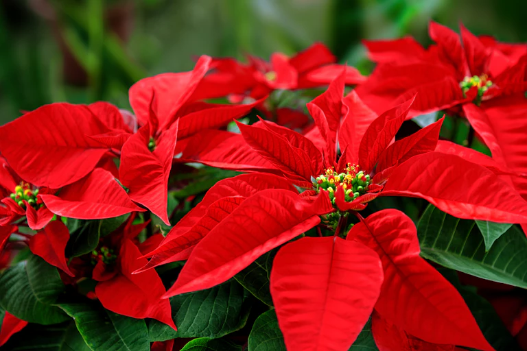 A photograph of a plant with red and green leaves.