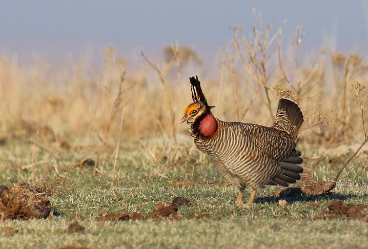 A male lesser prairie-chicken inflates his orange throat sacs to call potential mates.