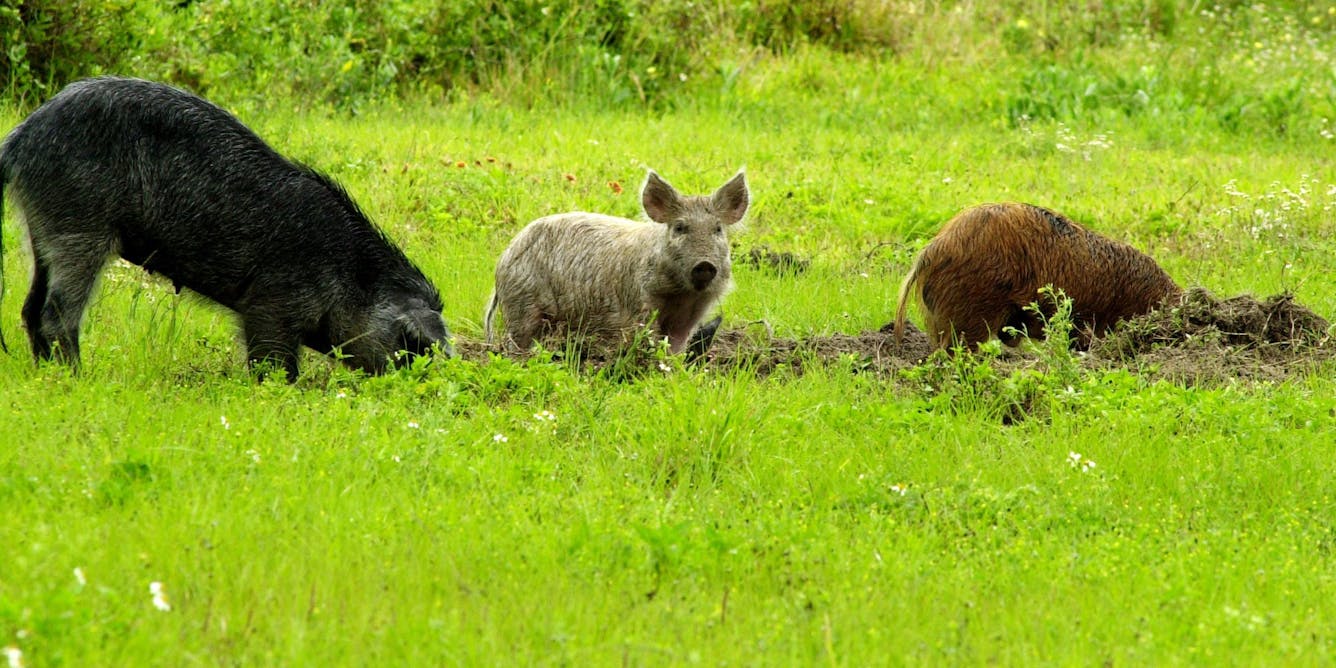 Wild ‘super pigs’ from Canada could become a new front in the war on feral hogs