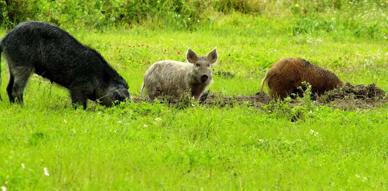 Canadian Hogs Wild ‘super pigs’ from Canada could become a new front in the war on ...