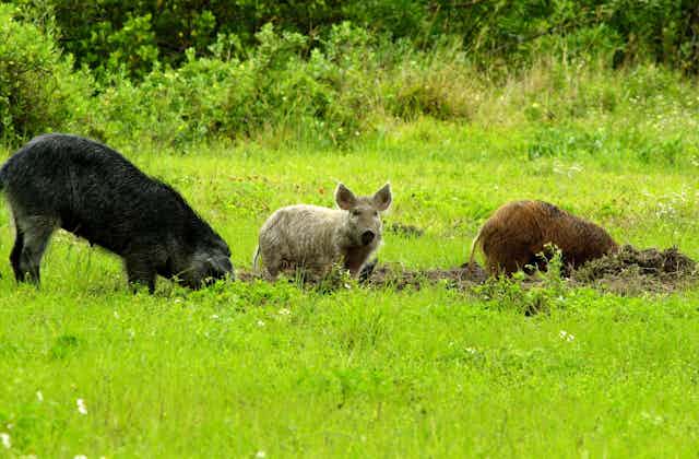 Two feral hogs root up dirt in a grassy field while a third looks up