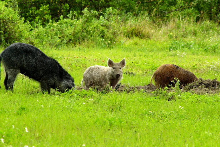 Two feral hogs root up dirt in a grassy field while a third looks up