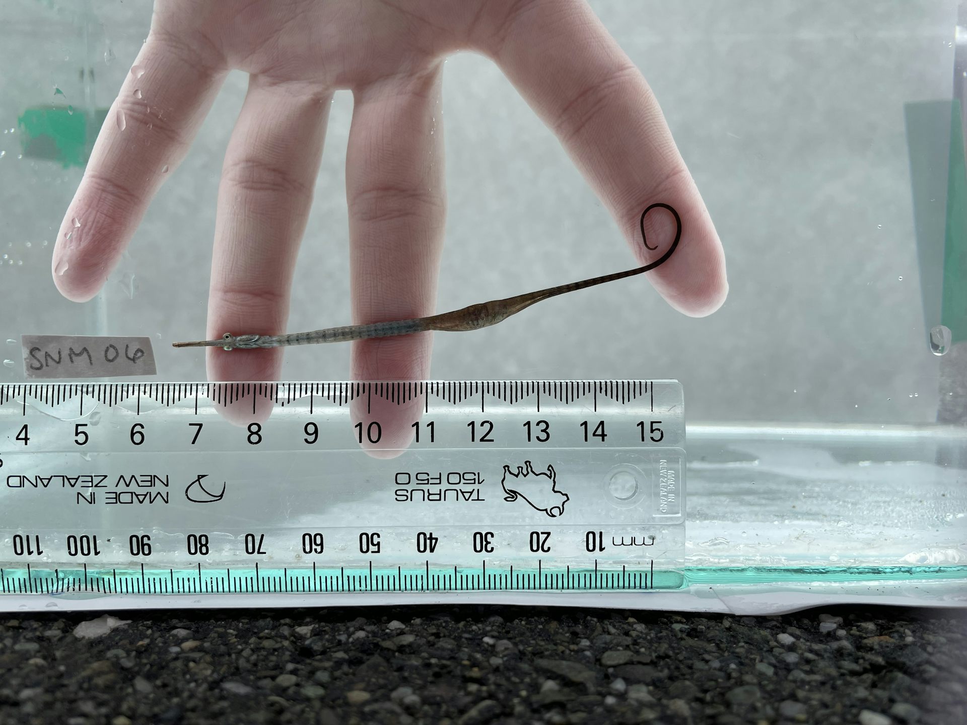 A pregnant male wide-bodied pipefish being measured.