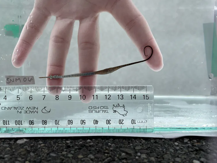 A pregnant male wide-bodied pipefish being measured.