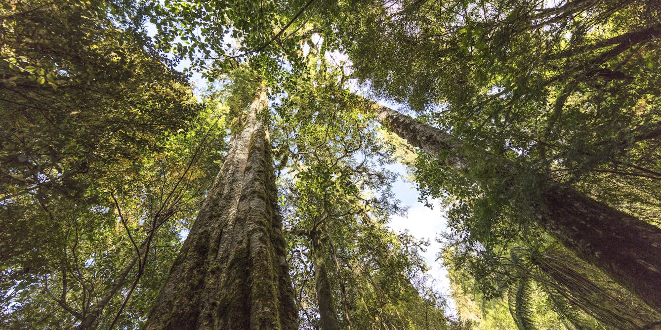 Planting pine or native forest for carbon capture isn’t the only choice – NZ can have the best of both