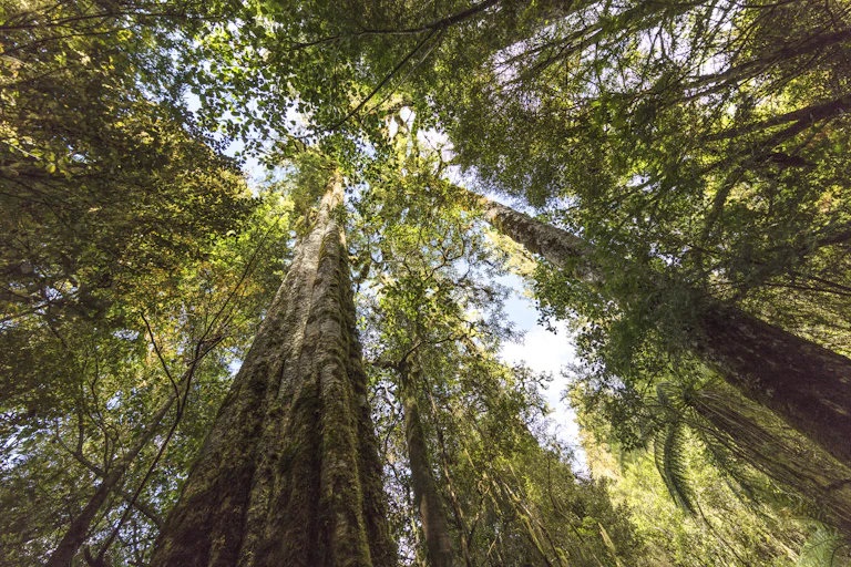 Looking up at native trees