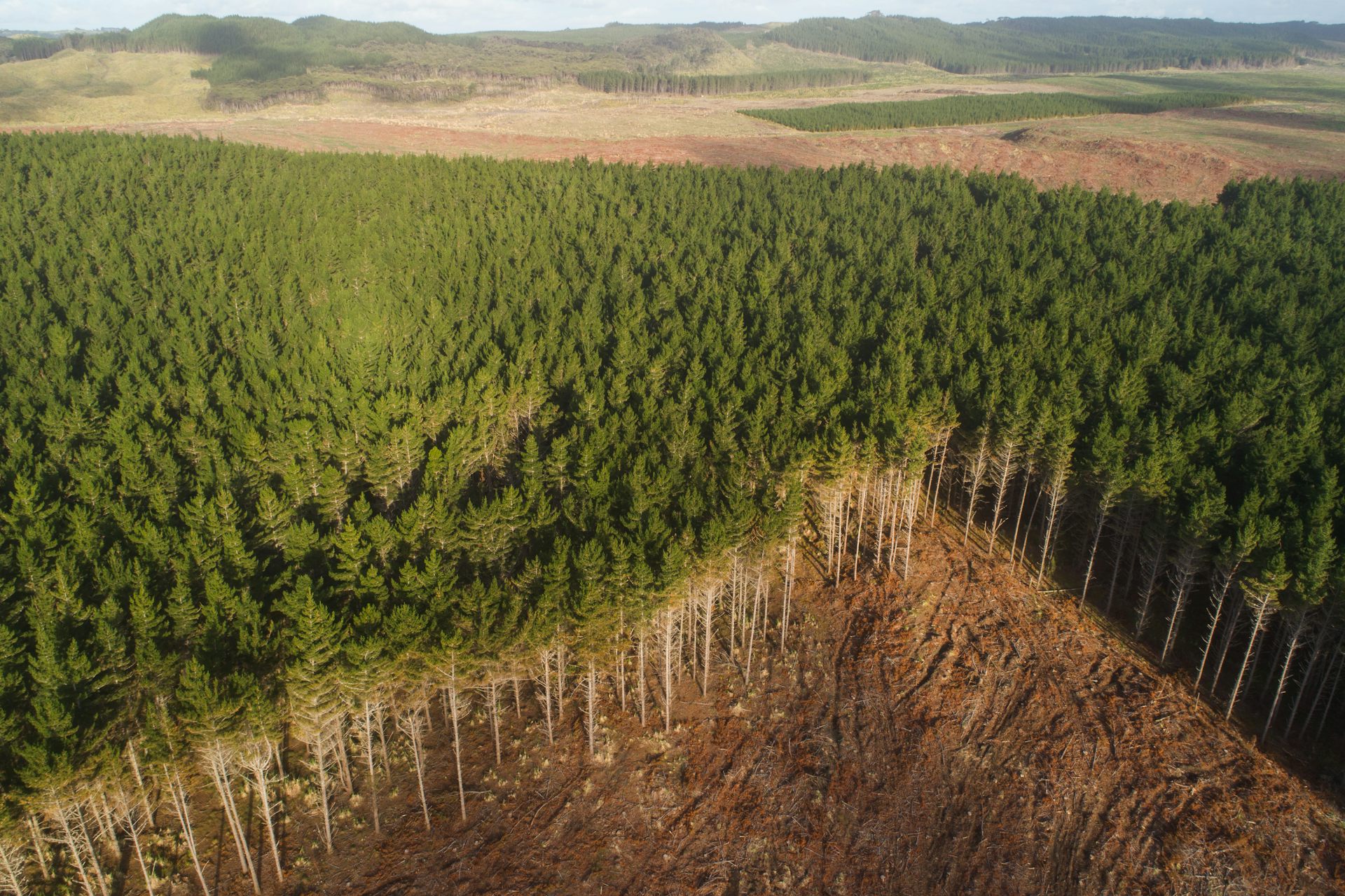 commercial pine forest