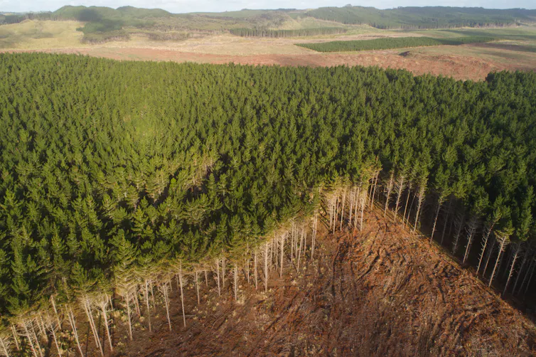 commercial pine forest
