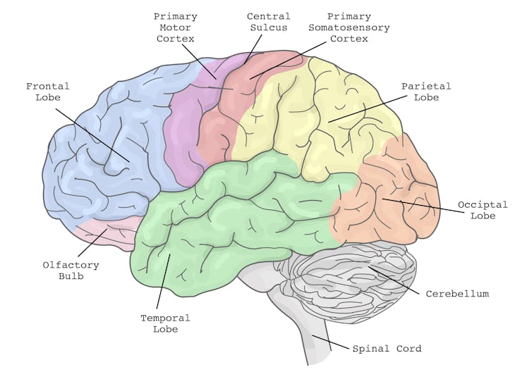 Regions of the brain