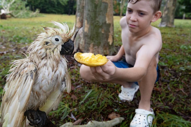 boy offers mango to wet cockatoo
