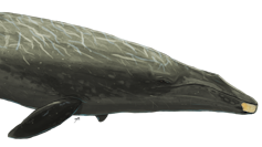 Illustration of a whale with a piece of yellow bone superimposed on its lower jaw