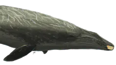Illustration of a whale with a piece of yellow bone superimposed on its lower jaw