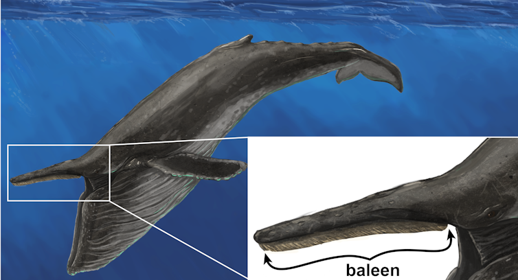 Illustration of a large dark humpback whale with its mouth open, showing off what looks like a solid filter at the top of its mouth