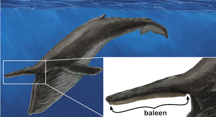 Illustration of a large dark humpback whale with its mouth open, showing off what looks like a solid filter at the top of its mouth