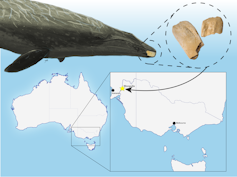 An artist's reconstruction of the extinct whale, showing where the fossil is located, and a map of Australia showing the location it was found