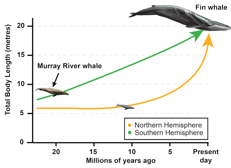 A graph, showing that baleen whales in the Southern Hemisphere were larger than Northern Hemisphere whales throughout most of the last 23 million years