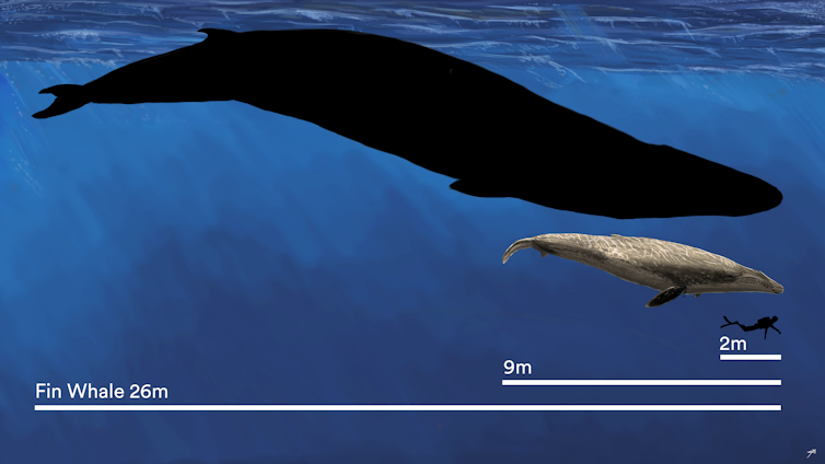 A dark silhouette of a whale next to a smaller figure of a whale and even smaller human figure