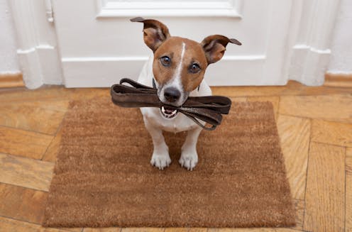 Do dog 'talking buttons' actually work? Does my dog understand me? Here's what the science says