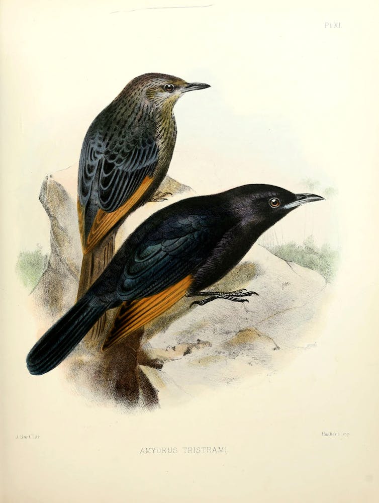 An old coloured illustration of two black and orange birds.