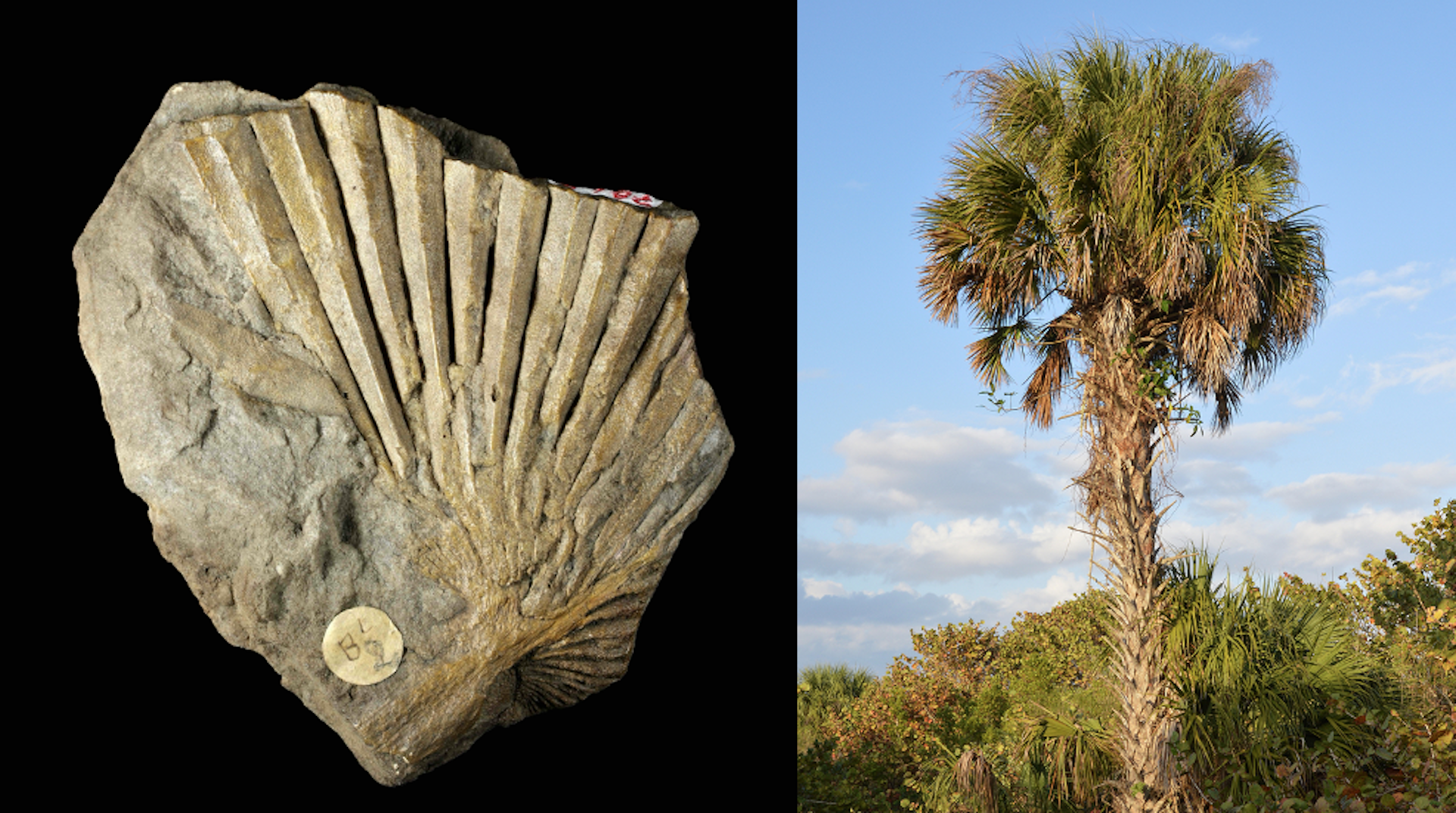 comparaison d’un fossile de palme et d’un palmier actuel
