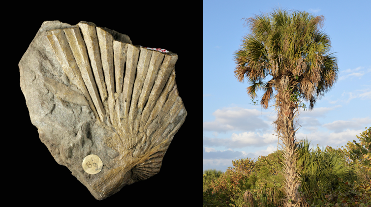 comparaison d’un fossile de palme et d’un palmier actuel