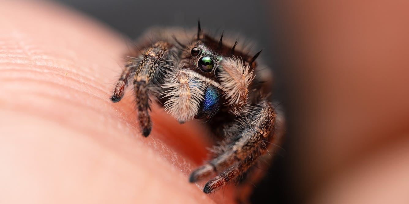 Spiders really may be more scared of you than you are of them
