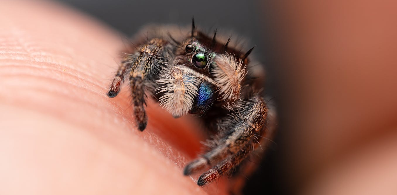 Spiders really may be more scared of you than you are of them