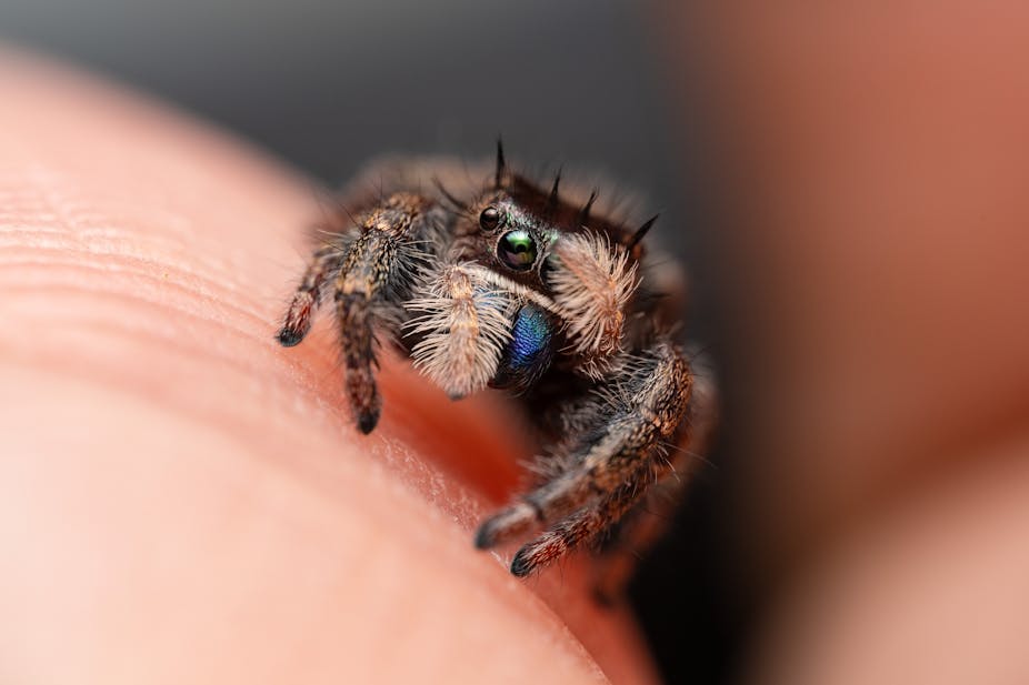 Spider on human hand, covering it's face shyly