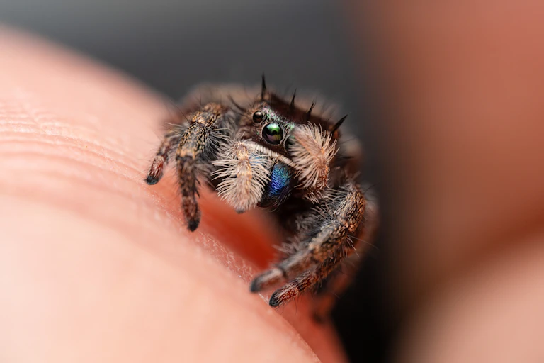 Spider on human hand, covering it's face shyly