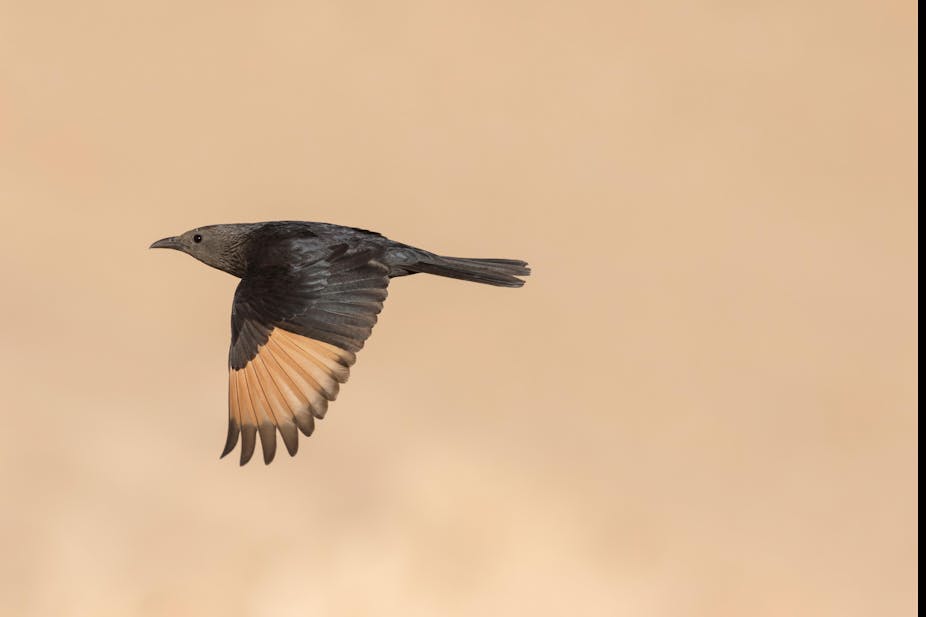 A black bird with orange wings in flight.