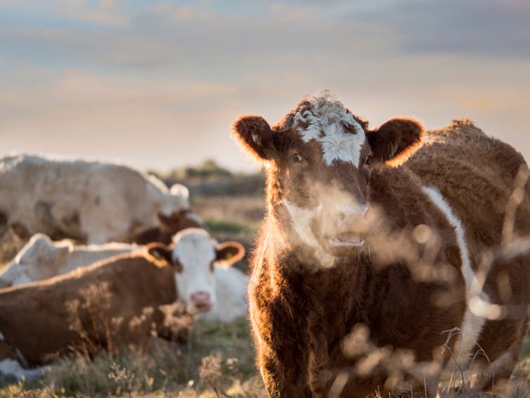 Cow breathing out on cold day