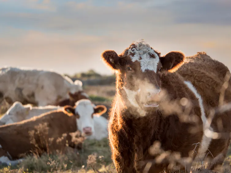 Cow breathing out on cold day