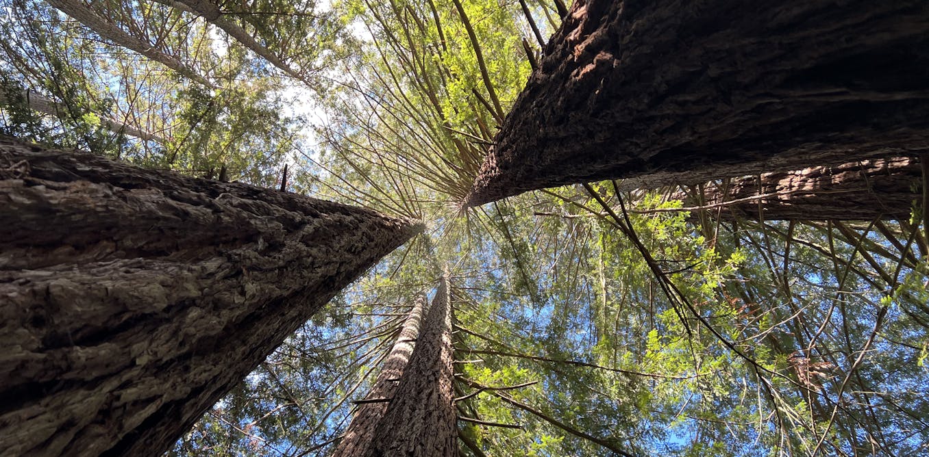 Coast redwood trees are enduring, adaptable marvels in a warming world