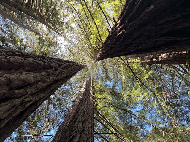 View straight upward between three immense trees that appear to converge in the sky