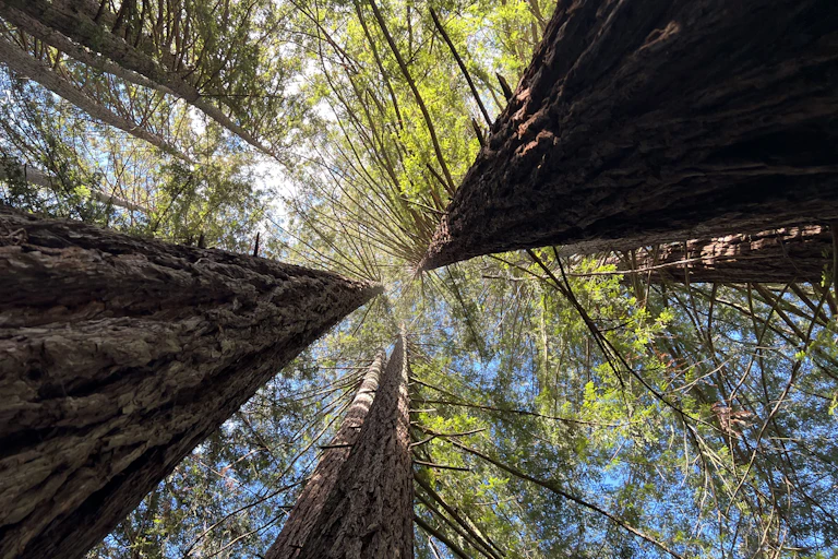 View straight upward between three immense trees that appear to converge in the sky