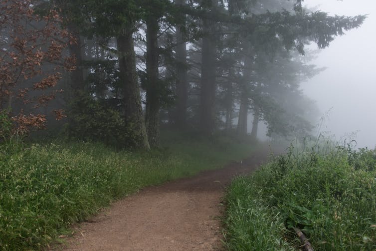 A dirt trail runs past redwoods toward a fogged-in vista.